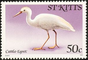 Cattle EgretĀ (Bubulcus ibis)